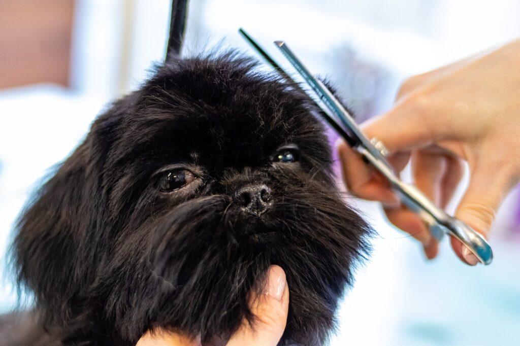 grooming-6894992_1280